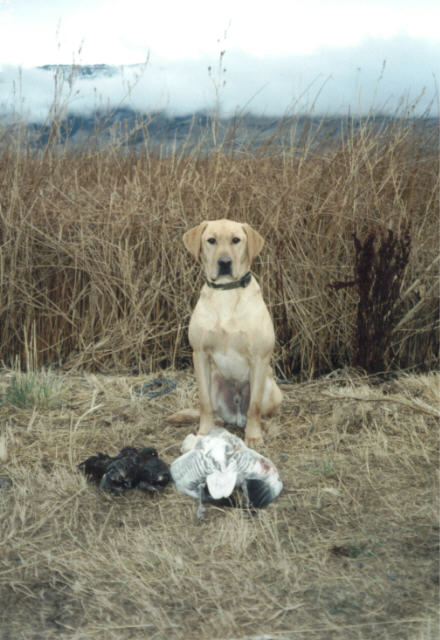 Major in Summer Lake