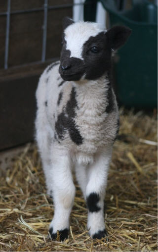 Goat Kids | Stories from the Farm