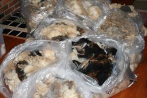 web-shearing-part-1-2008