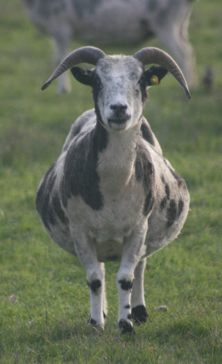 web-big-marloe-20081