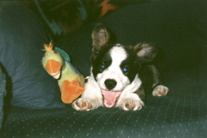 web-darbys-huge-grin