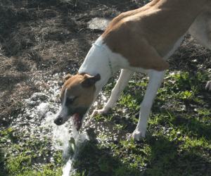 web-img_2538 web-img_2538