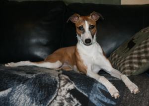 web-img_2727 web-img_2727