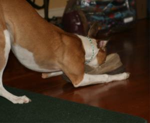 web-img_2737 web-img_2737