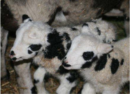 web-hopscotch-and-bliss