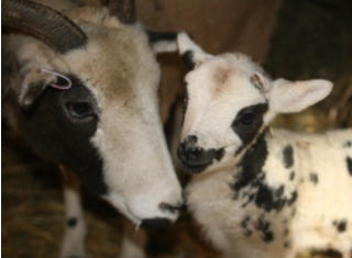 web-celeste-and-lamb