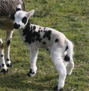 web-dancer-left-2109