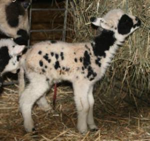 web-prosperity-13109