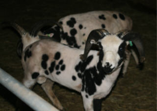 web-rendezvous-sheared web-rendezvous-sheared