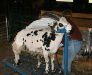 web-shearing-2 web-shearing-2