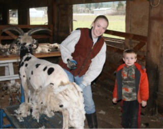 web-shearing-3 web-shearing-3