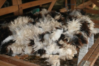 web-shearing-4 web-shearing-4