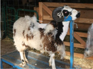 web-shearing-6 web-shearing-6