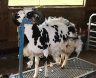 web-shearing-7 web-shearing-7