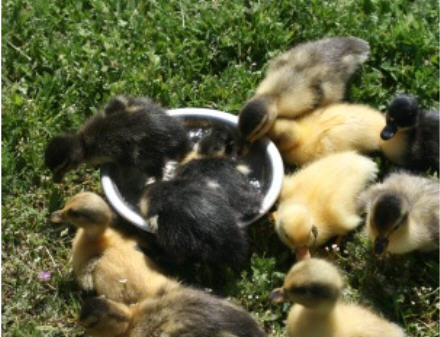 web-img_8752 web-img_8752