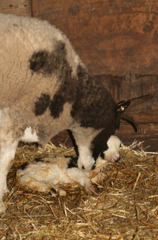web-petunia-and-lamb