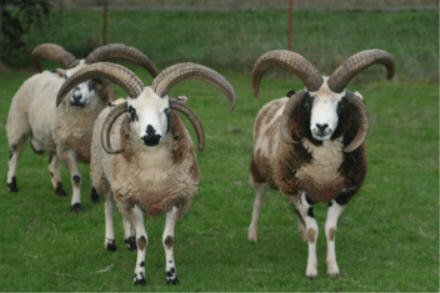 web Wrangler and Reno front web Wrangler and Reno front