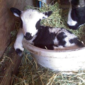 web Princess Paulina