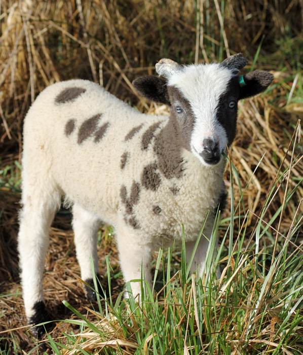 web-Maelstrom-022312