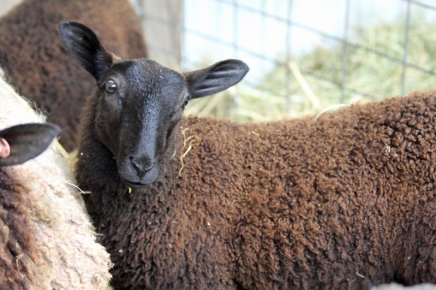 web-lamb-field-trip-10