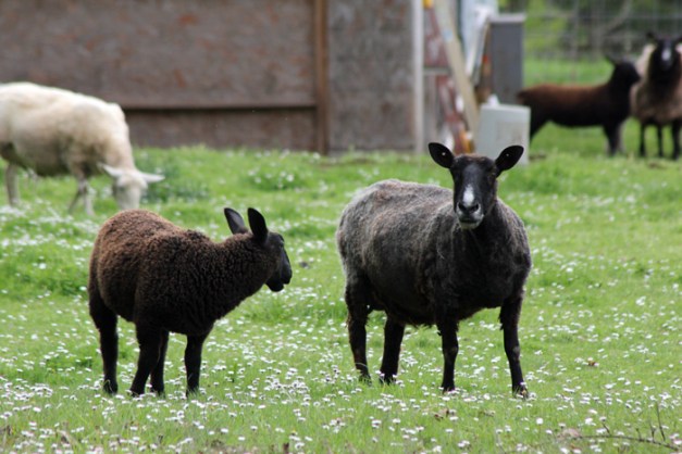 web-lamb-field-trip-13