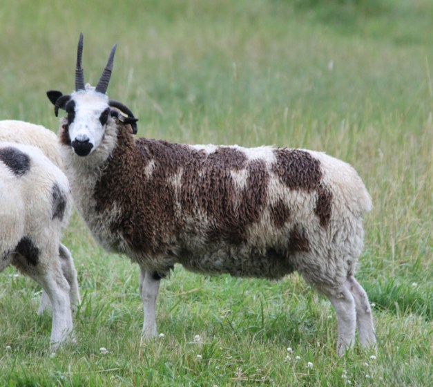 web-Penstemon-063012