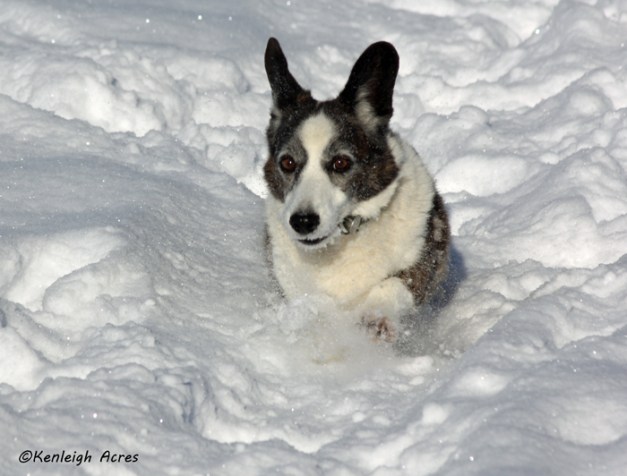 web-dogs-in-snow-17