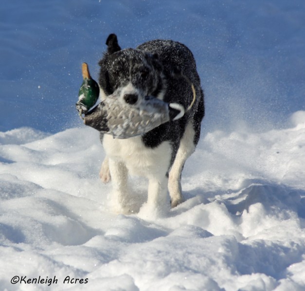 web-dogs-in-snow-20