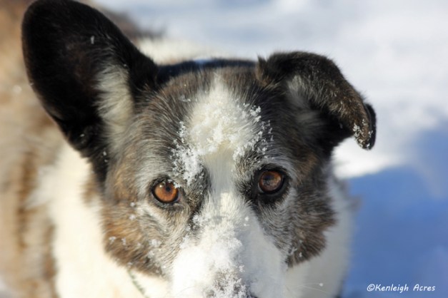web-dogs-in-snow-6