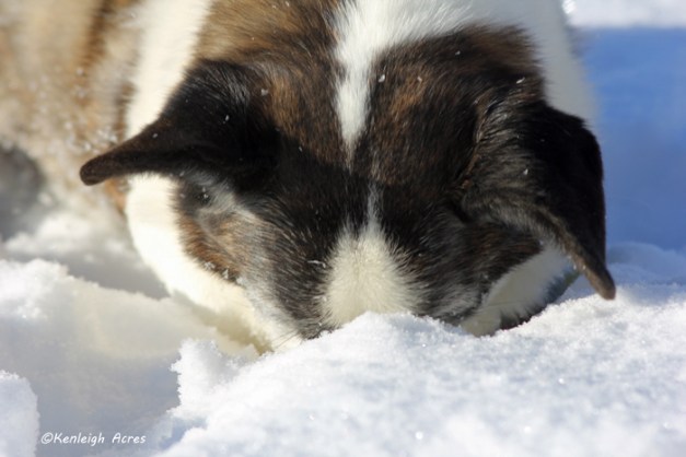 web-dogs-in-snow-7