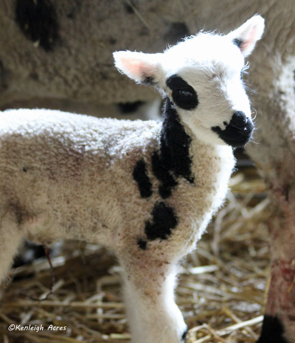 web-caprice-2-011114