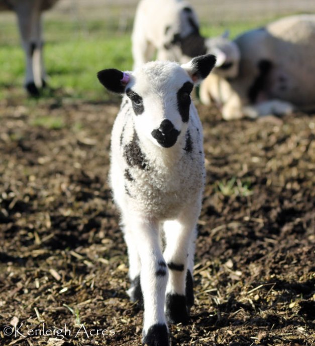 web-lambing-6