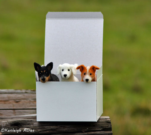 web-pups-in-box