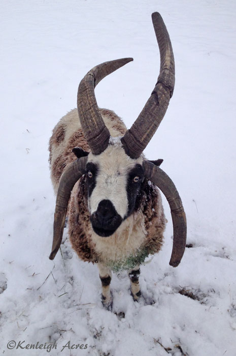 web-Snow-sheep-3