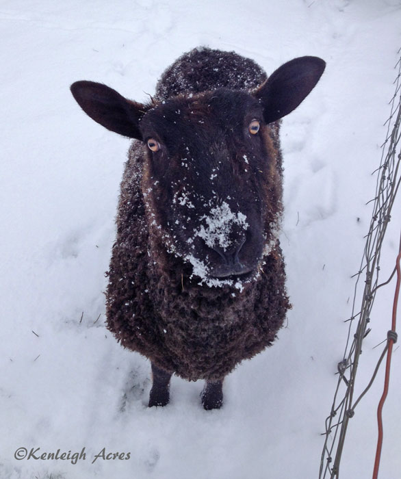 web-Snow-sheep-5