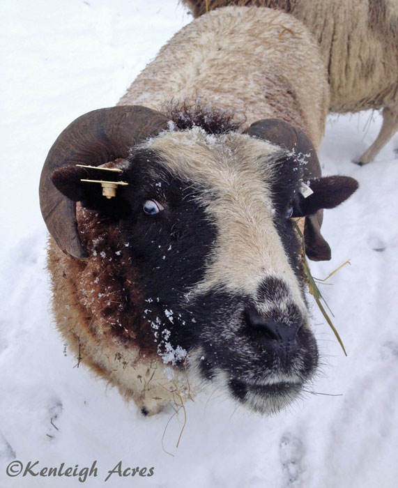 Snow Sheep! | Stories from the Farm