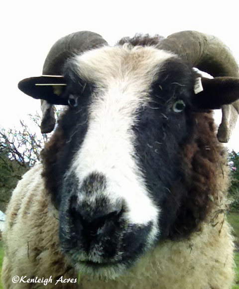 web-sheep-selfie-1