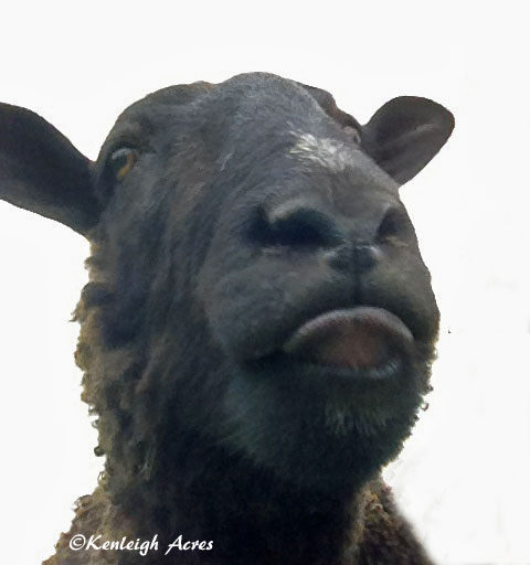 web-sheep-selfie-4