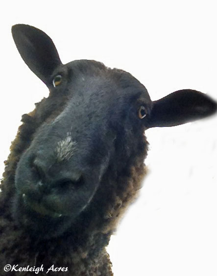 web-sheep-selfie-5