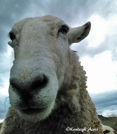 web-sheep-selfie-6