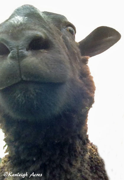 web-sheep-selfie-7