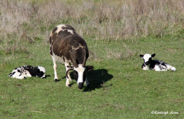 web-delight-and-lambs